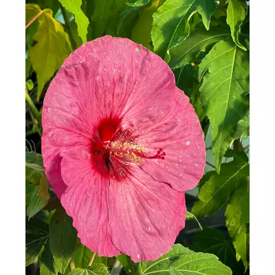 Hibiscus moscheutos Summerific® 'Berry Awesome' – Mocsári hibiszkusz
