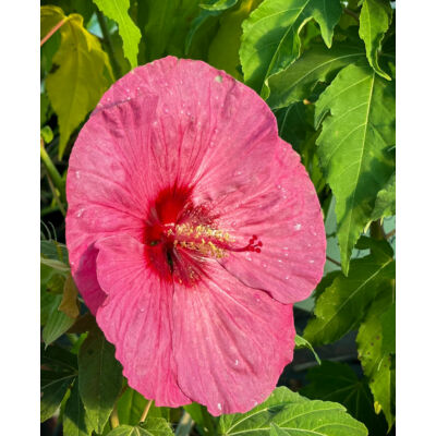 Hibiscus moscheutos 'Summerific Berry Awesome' – Mocsári hibiszkusz