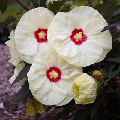 Hibiscus moscheutos Summerific® 'French Vanilla' – Mocsári hibiszkusz