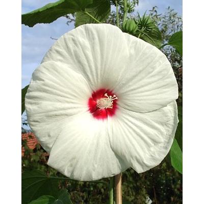 Hibiscus 'Old Yella' – Óriás hibiszkusz, mocsári mályva