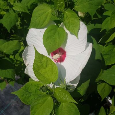 Hibiscus x moscheutos 'Nippon' F1 - Óriás mocsári hibiszkusz fehér