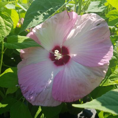 Hibiscus x moscheutos 'Nippon' F1 - Óriás mocsári hibiszkusz világos rózsaszín sötét rózsaszín szemmel