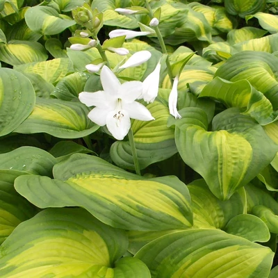 Hosta 'Avocado' – Árnyékliliom