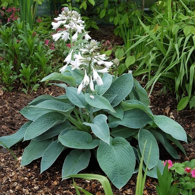 Hosta 'Big Mama' – Árnyékliliom