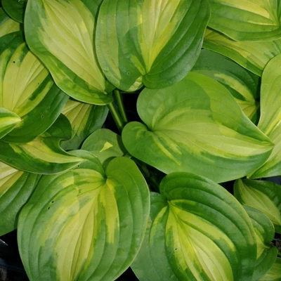 Hosta 'Emerald Charger' – Árnyékliliom