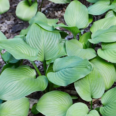 Hosta 'Mojito' – Árnyékliliom