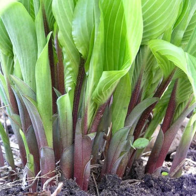 Hosta 'Red Cadet' – Árnyékliliom