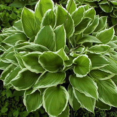 Hosta 'Albomarginata' – Árnyékliliom