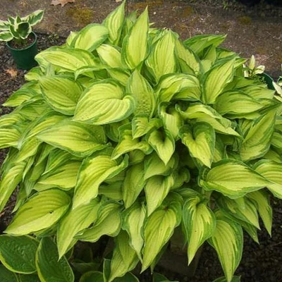 Hosta fortunei 'Albopicta' – Árnyékliliom