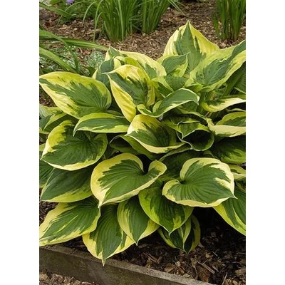 Hosta 'Anne' - Árnyékliliom