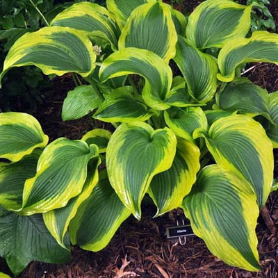 Hosta 'Atlantis' – Árnyékliliom