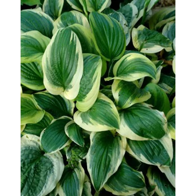 Hosta 'Austin Dickinson' - Árnyékliliom