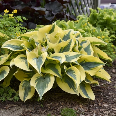 Hosta 'Autumn Frost' – Árnyékliliom
