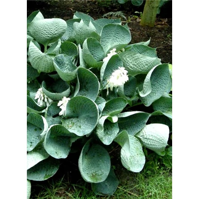 Hosta 'Big Daddy' - Árnyékliliom