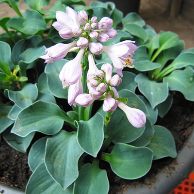 Hosta 'Blue Mouse Ears' – Árnyékliliom