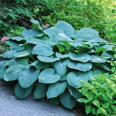 Hosta 'Bressingham Blue' - Árnyékliliom