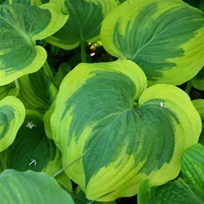 Hosta 'Broad Band' – Árnyékliliom