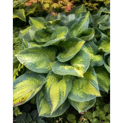Hosta 'Brother Stefan' – Árnyékliliom