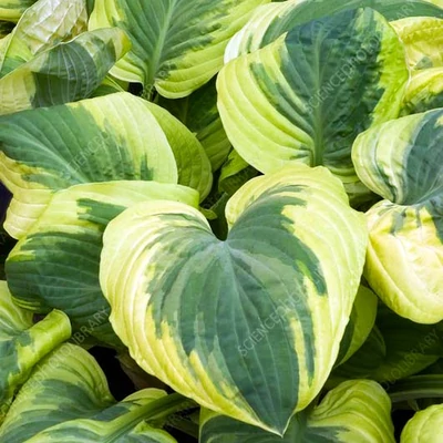 Hosta 'Carnival' – Árnyékliliom