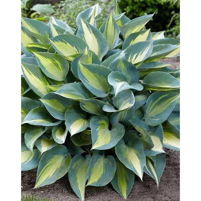 Hosta 'Catherine' – Árnyékliliom