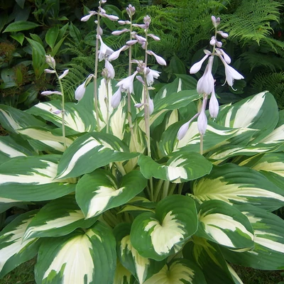 Hosta 'Christmas Candy'® – Árnyékliliom