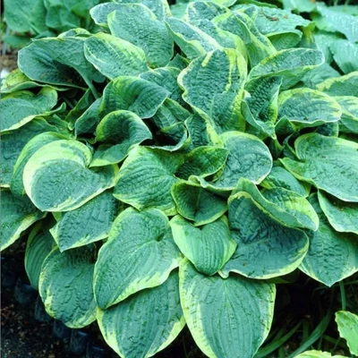 Hosta 'Christmas Tree' – Árnyékliliom