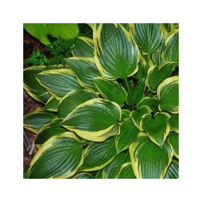 Hosta 'Don Stevens' – Árnyékliliom