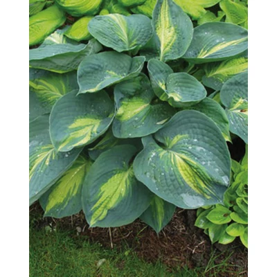 Hosta 'Dream Queen' – Árnyékliliom