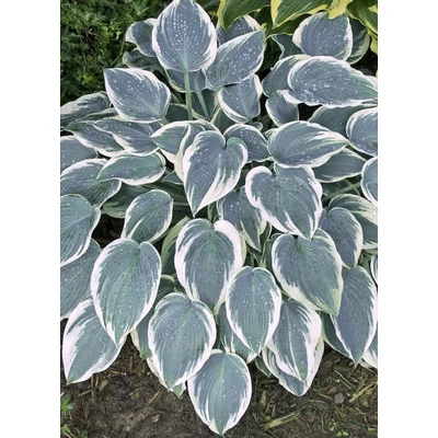 Hosta 'El Nino'® – Árnyékliliom