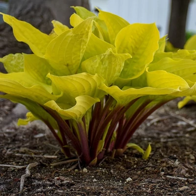 Hosta 'Fire Island' – Árnyékliliom
