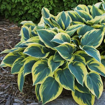 Hosta 'First Frost' - Árnyékliliom