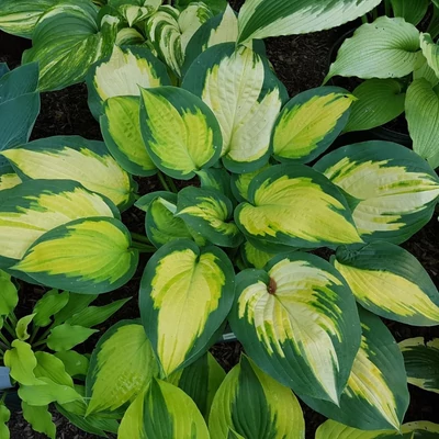 Hosta 'Forbidden Fruit' – Árnyékliliom