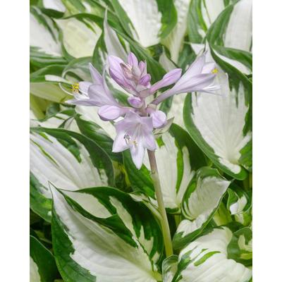 Hosta x fortuneii 'Fire and Ice' – Árnyékliliom
