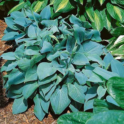 Hosta 'Fragrant Blue' – Árnyékliliom