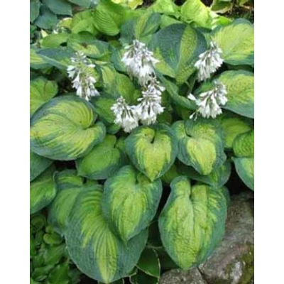 Hosta 'George Smith' – Árnyékliliom