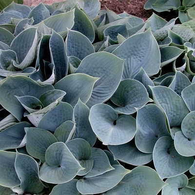 Hosta 'Hadspen Blue' – Árnyékliliom