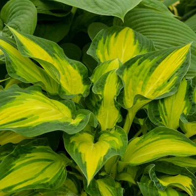 Hosta 'Happy Dayz' – Árnyékliliom