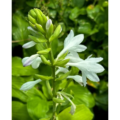 Hosta 'Honeybells' – Árnyékliliom