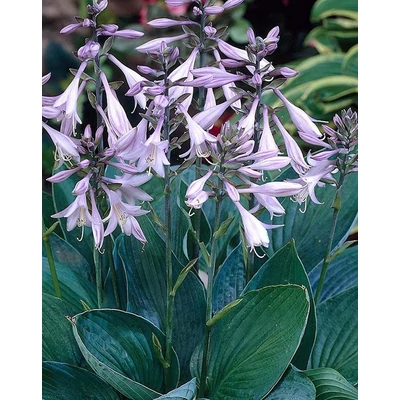 Hosta 'Hyacinthina' – Árnyékliliom