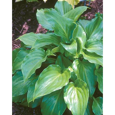 Hosta 'Invincible' – Árnyékliliom