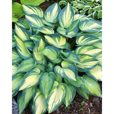 Hosta 'June' – Árnyékliliom