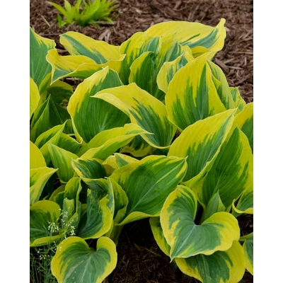 Hosta 'Liberty' - Árnyékliliom