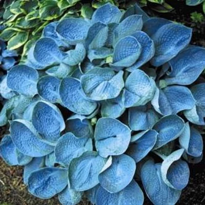 Hosta 'Love Pat' – Árnyékliliom