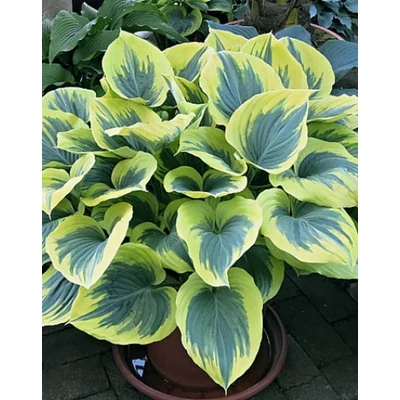 Hosta 'Majesty' – Árnyékliliom