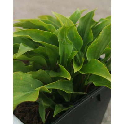 Hosta minima – Árnyékliliom