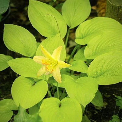 Hosta 'Miracle Lemony' – Árnyékliliom