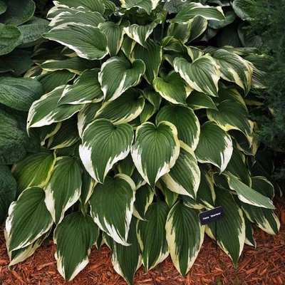 Hosta 'Moerheim' - Árnyékliliom