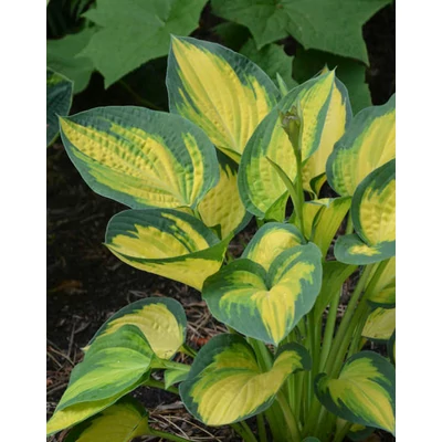 Hosta 'Orange Marmelade' – Árnyékliliom