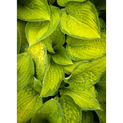 Hosta 'Paul's Glory' – Árnyékliliom