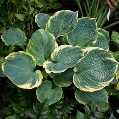 Hosta 'Pizzazz' – Árnyékliliom